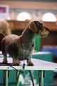 Crufts2011_2 1379